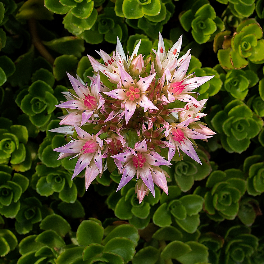 4711 Blume _KA70407-1 Kopie.jpg